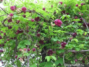 Akebia quinata