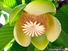 Dillenia indica