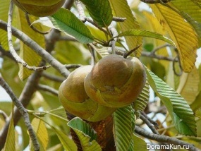 Dillenia indica