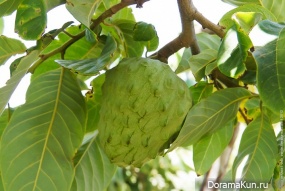 Annona cherimola