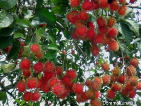 Nephelium lappaceum
