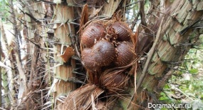 Salak