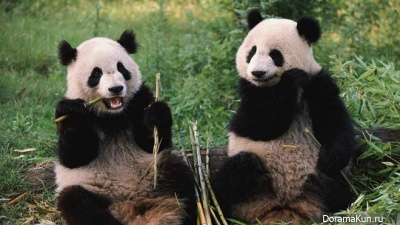 giant panda