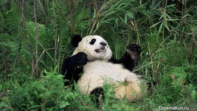 giant panda