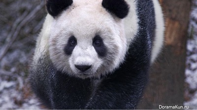 giant panda