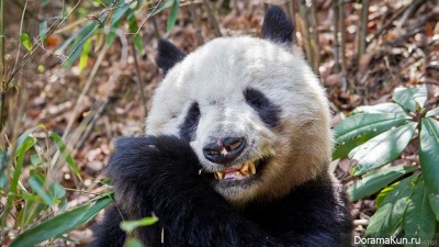 giant panda