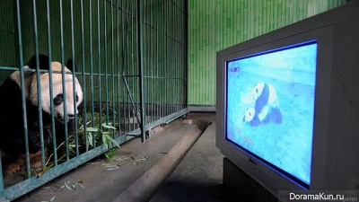 giant panda