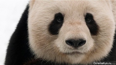 giant panda