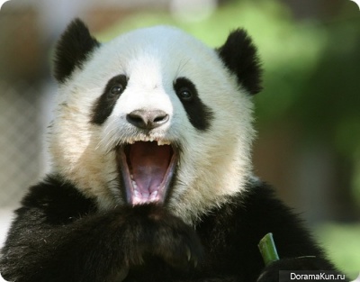 giant panda