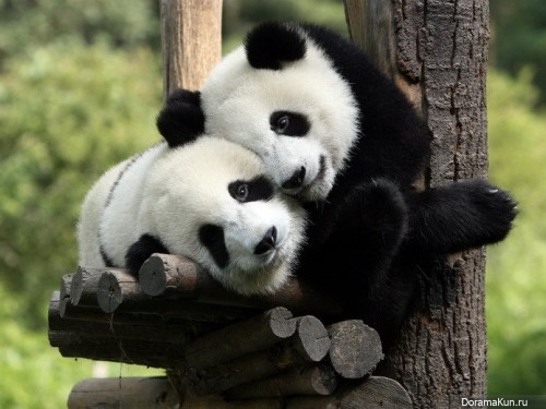 giant panda