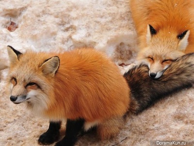 Kitsune