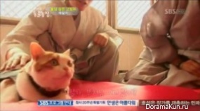 Longxing Temple cat