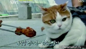 Longxing Temple cat