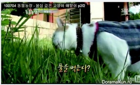 Longxing Temple cat