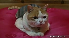 Longxing Temple cat