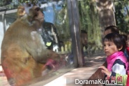 kindergarten - zoo