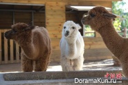 kindergarten - zoo
