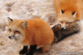 Zao fox Village