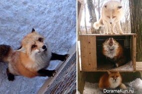 Zao fox Village