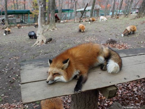 Zao fox Village