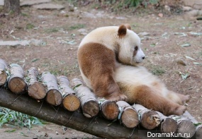 panda