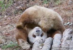 panda