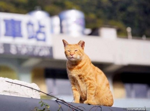 Houtong Cat