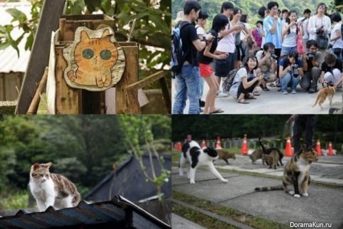 Houtong Cat