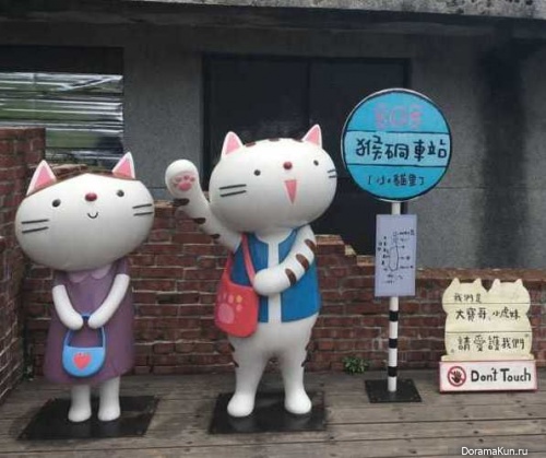 Houtong Cat