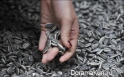 Инсталляция из семечек Ай Вэйвэйя