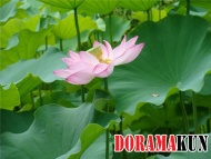 Япония. Сад Коисикава Коракуэн.