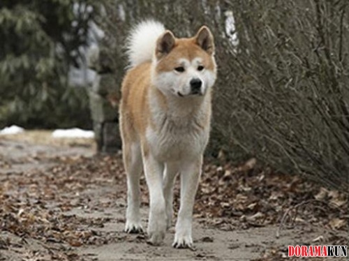 Хатико