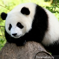pandas