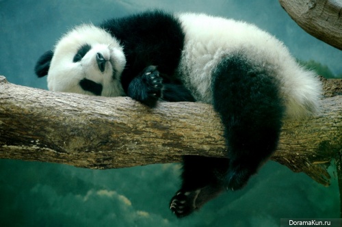 panda