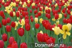 Festival of tulips in Tkheana