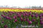 Festival of tulips in Tkheana