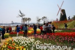 Festival of tulips in Tkheana