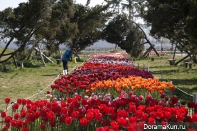 Festival of tulips in Tkheana