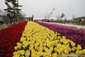 Festival of tulips in Tkheana