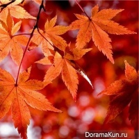 Festival red leaves