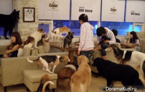 dog cafe