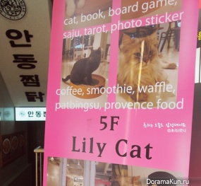 cat cafe
