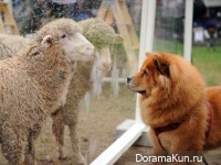 Chinese dog breeds
