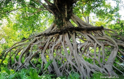 Strange Banyan
