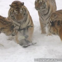 the tigers and the drone