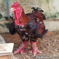 Dong Tao chicken