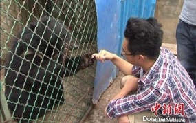 Himalayan bear
