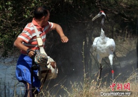 Japanese crane and paparazzi