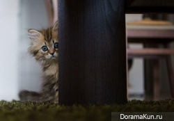 Японский котенок – самый симпатичный в мире!