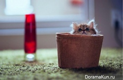 Японский котенок – самый симпатичный в мире!
